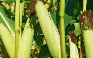 太育1号玉米种简介,适合在山西春播中晚熟玉米区种植