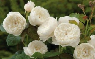 白色月季有什么花语,代表纯洁、父爱、希望