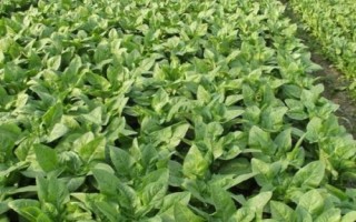 定植莴笋后如何管理，膨大期应适当喷施矮壮素