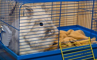 兔子怎么养殖，要不定期的给兔舍进行消毒