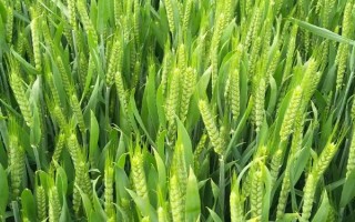 峰川18小麦品种的特性,适宜播期10月5~15日