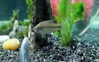 麦穗鱼在鱼缸里好养吗，适合在鱼缸内养殖