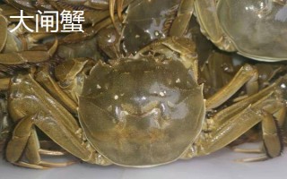 膏蟹和大闸蟹哪个更好吃，两个各有千秋
