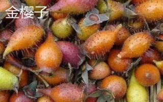 外观美丽味道极佳的野果，快看看你吃过几种