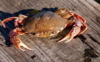 螃蟹在家里怎么养殖,可以用鱼缸养