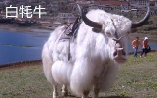 耗牛有哪些品种，包括白牦牛、九龙牦牛、高山牦牛等种类