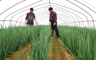 晴好天气秋收秋种农事建议，及时收获成熟作物