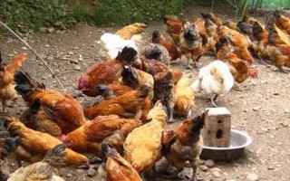 怎么养鸡长得快,首先要选择优良品种