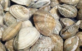 常见的贝类品种，均可食用且可作为工艺品