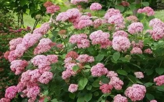 绣球花有什么寓意，代表圣洁典雅、团聚团圆、浪漫爱情