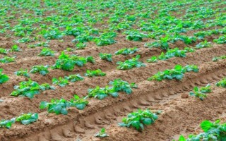 红薯苗怎么栽种，采取斜插法、直栽法、压藤插秧法