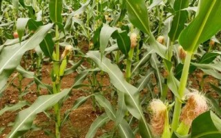 宇丰516玉米品种简介，出苗至成熟125天左右