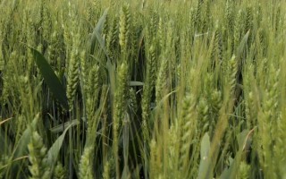 中信麦78小麦种子特征特性，该品种属半冬性中熟品种