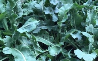 什么是菘蓝，属于十字花科、菘蓝种草本植物