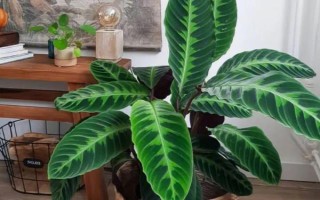 天鹅绒竹芋的养殖方法，适宜的生长温度在18-30℃