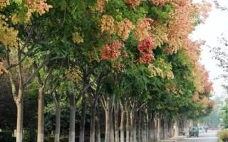 常见的种植树种有哪些，常见的有桂花树、金玫瑰等