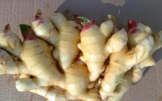 生姜产于哪里，在我国主产于湖南、四川、广西等省份