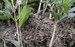 桂花怎么养护才可以更旺盛，每隔一周浇水1-2次