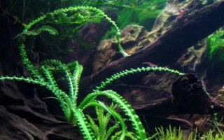 养锦鲤的鱼缸养什么植物好，可以养苦草、卷叶龙须草等