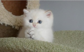 猫鼻支和感冒鼻炎有什么区别，前者会出现流泪和打喷嚏等症状、后者具有流涕和呼吸异常等表现