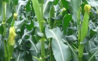 荃研398玉米种子介绍，辽宁省春播生育期132天