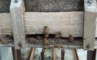 新收的蜜蜂不做巢的原因，可能是没有蜂王或缺少食物等