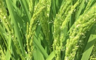 兴两优1134水稻种子介绍,中等肥力土壤