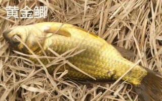 鲫鱼的种类介绍,品种众多分布于我国各地的江河