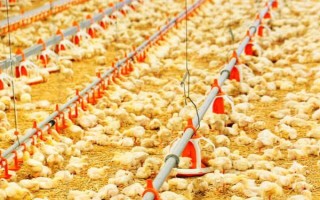 小鸡1-40日龄的温度要求，1-2日龄的适温为35℃