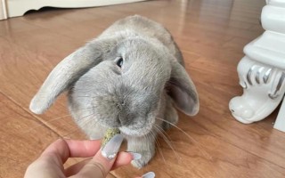 预防兔子感冒的方法，在兔舍中放置毛毯可供兔子御寒