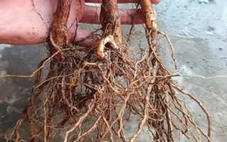 蔷薇叶子干枯能不能存活，根据发生原因采取对应措施便不会死亡