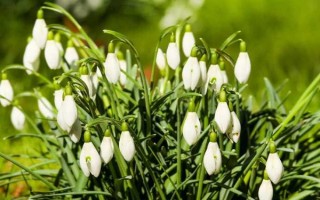 夏雪片莲的寓意是什么，寓意纯洁、纯真的心等