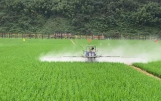 水稻叶片发红如何治疗,需根据病害类型喷施对应农药