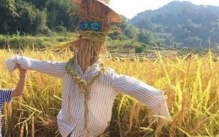 菜园瓜地怎么驱鸟，可以挂布条、扎稻草人等