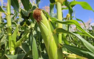 宣会7号（试验名称：宏玉8号）玉米种子简介，每亩保苗4000株