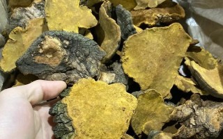 桑黄有没有种植前景，目前来看前景比较可观