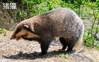 猪獾和狗獾的区别，外形、科属和分布均不同