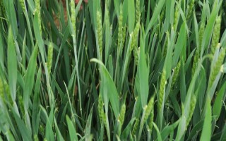 峰川18小麦品种的特性,适宜播期10月5~15日