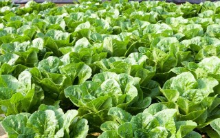 白菜的产地，现全国各地普遍都有栽培