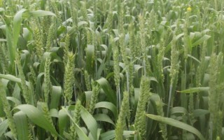 龙麦39小麦品种的特性，强筋品种