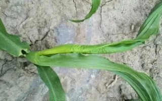 亨达206玉米种简介,注意防治灰斑病