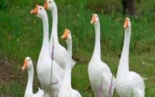 有哪些蛋鹅品种,包括太湖鹅、豁眼鹅、狮头鹅等种类