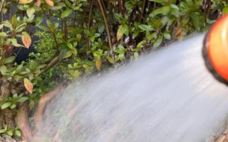 映山红桩皮青不发芽的处理方式，要选择合适的土壤