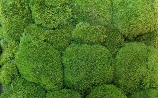 苔藓球的养殖方法，定期通风透气可避免植株枯死