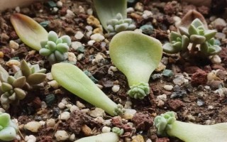 多肉的花剑怎么扦插，把花剑剪下来晾干伤口再插入土壤中