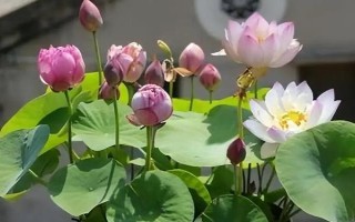 怎么种碗莲种子，播种前需将种子外壳磨破