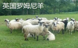 肉用绵羊优质品种，林肯羊在我国云、贵、川等地区的适应性较好