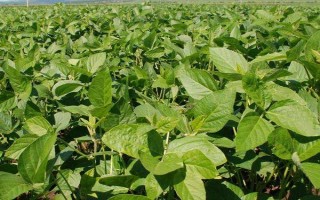鑫兴6号大豆种子特征特性,适宜区域5月中旬播种