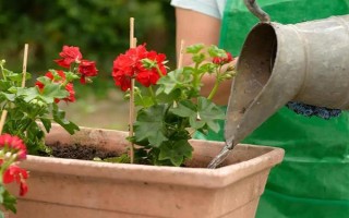 花卉黄叶病如何防治，遇旱时需及时浇水