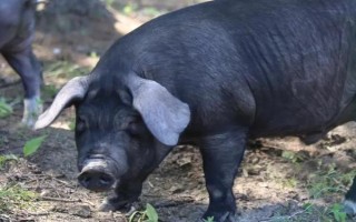 苏太母猪配什么公猪好,可选长白公猪、杜洛克猪、约克夏猪等